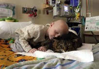 PET PARTNERS CAT 6 meet-huck-finn-the-therapy-cat