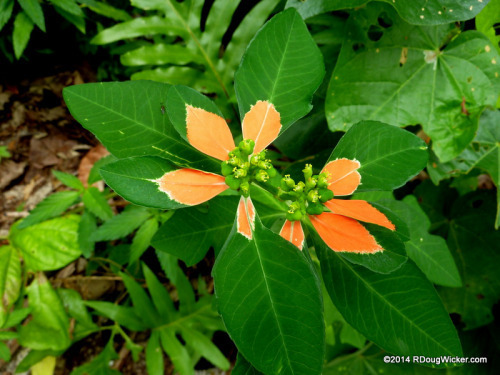 Dravuni Flora
