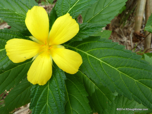 Dravuni Flora