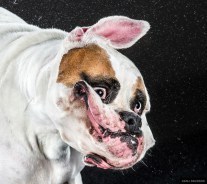 shake-dog-photography-carli-davidson-5-640x570