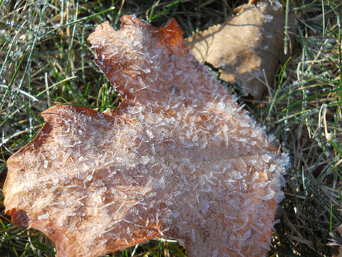 plate of frost for you