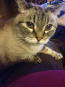 Hapey Noo Yere, peeple of bloge. I had a birfday this weeke adn am nowe fifeteene. In humaene yeers that is 76 yeers old. I shoulde reetire.