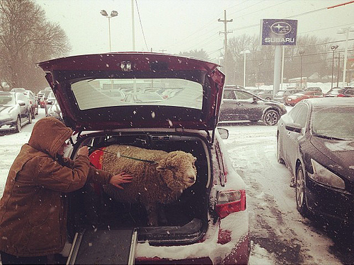 a car that would fit her pet sheep