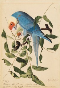 carolinaparakeet
