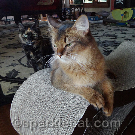 Am I old enough to start referring to her as The Peanut Gallery, like Sparkle used to?