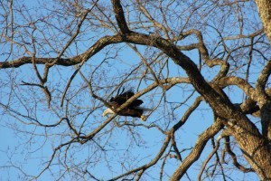 This fellow likes the west branch of the Sebasticook River in Hartland.