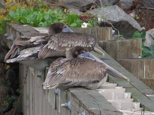 Pelicans hanging.