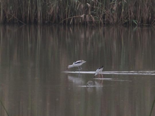Avocet, Stilt, Dowitcher