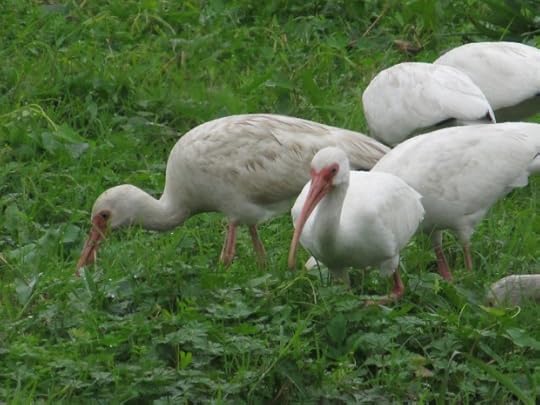 Ibises