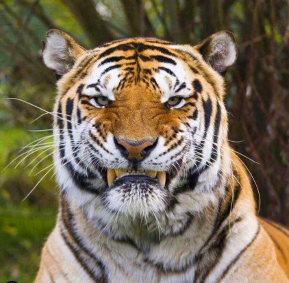 10704161_10152699664294500_884406865524523010_n