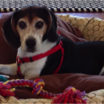 Barnaby in bed cropped