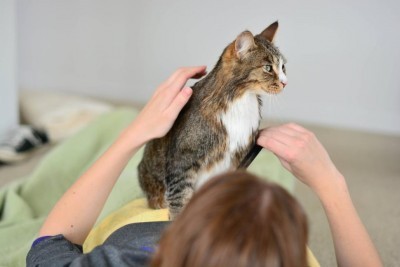 orgeon-cat-mattress