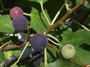 figs-751_640