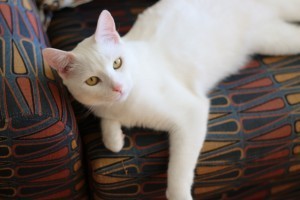 IMG_0020