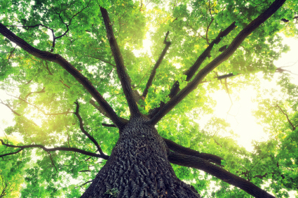 A photo of an oak tree