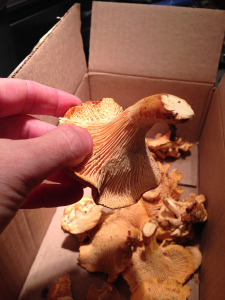 There's gold in them thar hills!