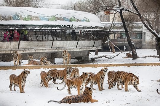 What's so interesting? At Tiger Park in Harbin, China, tourists pay $10 to feed tigers a live chicken. (Qilai Shen/For The Washington Post)