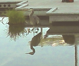 Heron-crop1