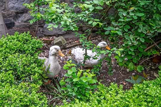 Church Birds Istanbul