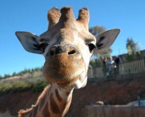 Hummer, the handsome giraffe at Canberra's National Zoo & Aquarium