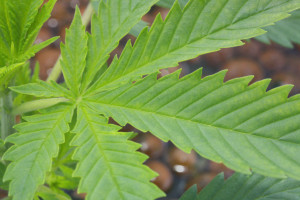 A leaf of marijuana