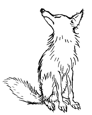 Fox drawing by Arthur Rackham