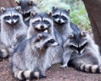 raccoons