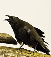 Crow