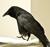 A crow that has been rescued. Photo by Dottie Tyson 