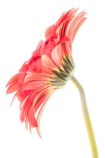 Gerbera Sideways © Harold Davis