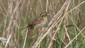 Henslow's sparrow