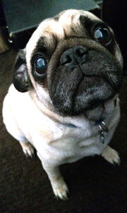 shippingpug