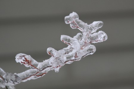 ice branch