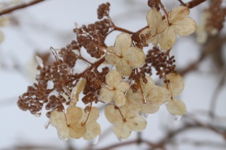 hydrangea
