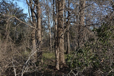 dry-woods-elms-ViewCorner