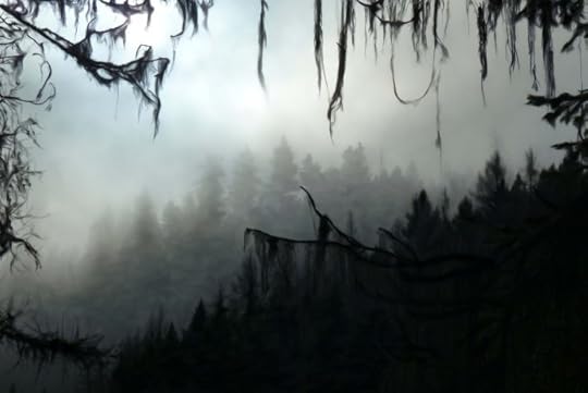 foggy forest
