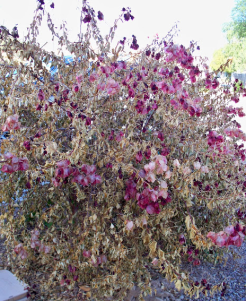 Screen Shot 2015-01-05 at 11.18.35 PM