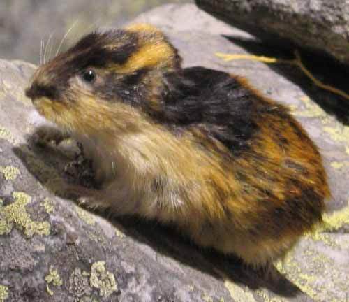 Lemming