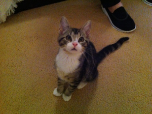 Chaos the Cat