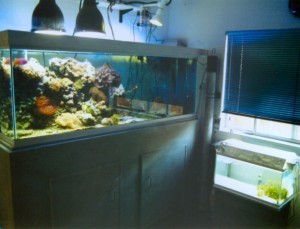 chrishoward-reefAquarium1993-4