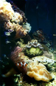 chrishoward-reefAquarium1993-2