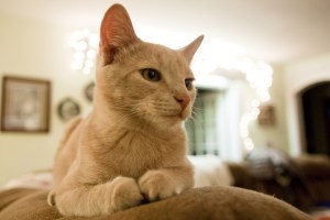 Peaches-Apricot tabby Oriental mix