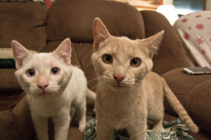 Peaches and Cream2