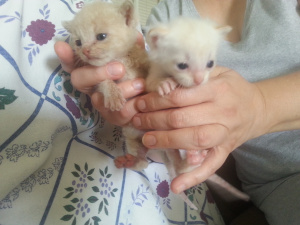 tiny oriental and tabby mix kittens