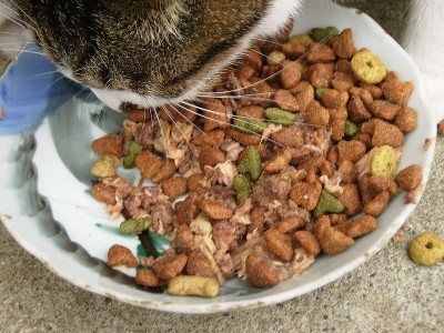 pet-food