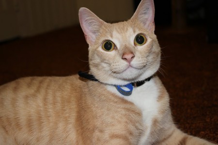 happy-healthy-cat