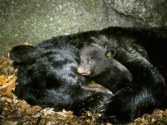 black-bear-