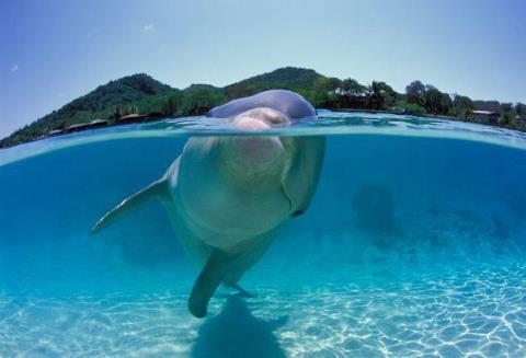 Sideways in shallows