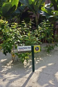 Peanut Butter Tree from the Land