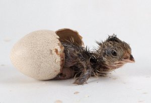 chick-hatching